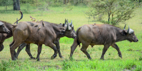 6-Day Tarangire, Serengeti & Ngorongoro Comfort Safari