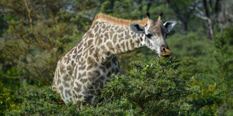 4-Day Expedition in Nyerere National Park Shared Safari