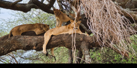 5-Day Northern Parks Tented Safari