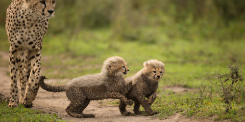 5-Day Northern Tanzania Highlights Comfort Safari