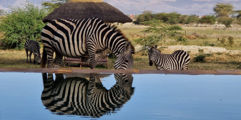 8-Day Wildlife Adventure Glamping Safari