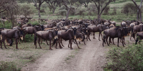 5-Day Northern Parks Glamping Safari