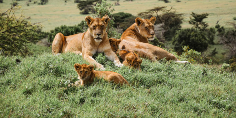 4-Day Nyerere Shared Luxury Safari