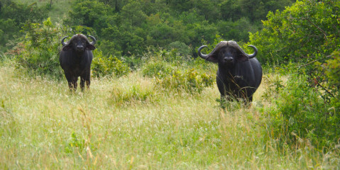 10-Day Chasing the Big 5 Comfort Safari