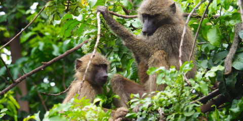 11-Day The Classics Comfort Safari