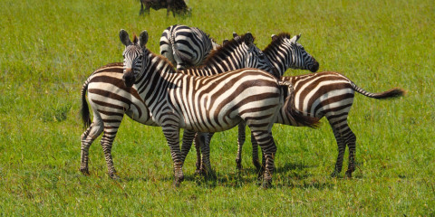 5-Day Classic Drive Safari Valleys and Highlands