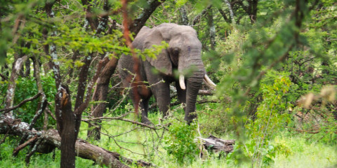 5-Day Northern Tanzania Highlights Tented Safari