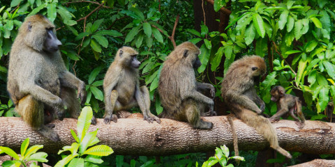 2-Day Explore Nyerere National Park Shared Safari