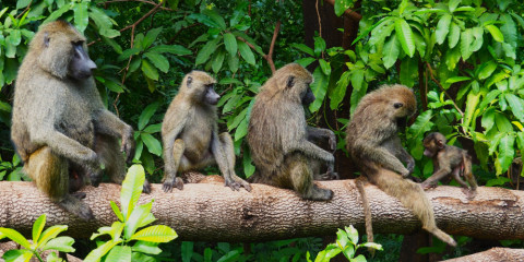 11-Day Chasing the Wildlife Classic Safari