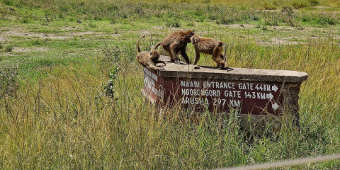 6-Day Classic Drive Safari Eastern Rift Valley Tented