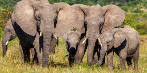 5-Day Northern Tanzania Highlights Glamping Safari