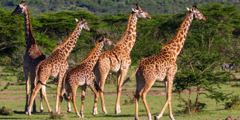 6-Day Ngorongoro and Serengeti Tented Adventure