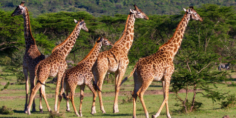 11-Day Amazing North Tanzania Comfort Safari