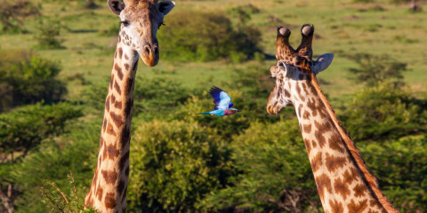 5-Day Wilderness Escape Shared Comfort Safari