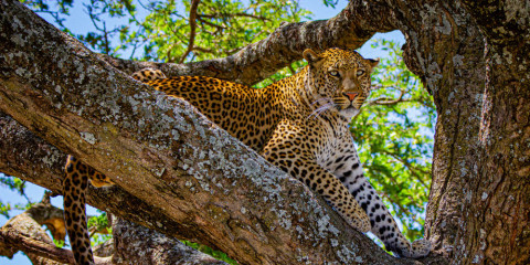 2-Day Tarangire & Ngorongoro Comfort Safari