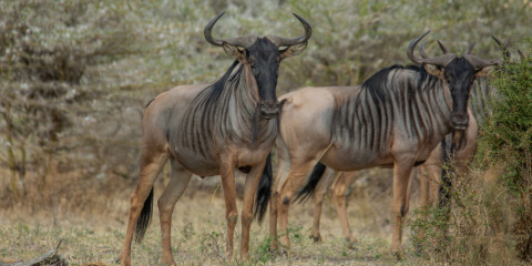 6-Day Fly-out Ngorongoro Crater and Serenegeti Glamping