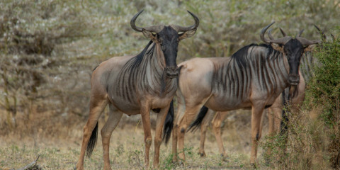 8-Day Northern Parks Tented Safari