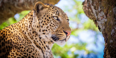 4-Day Fly-out the Ultimate Comfort Safari