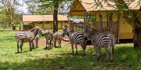 6-Day Northern Parks Glamping Safari