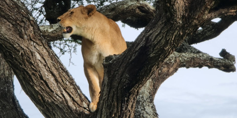 11-Day Serengeti Inside out Comfort Safari