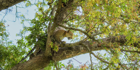 1-Day Safari Mikumi National Park Shared