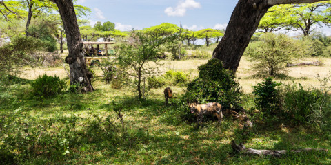 3-Day Private Safari Selous Game Reserve