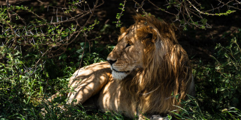 4-Day Northern Parks Tented Safari