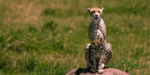 3-Day Tanzanian Treasures Comfort Safari