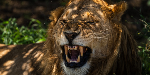 11-Day Serengeti Inside out Tented Safari