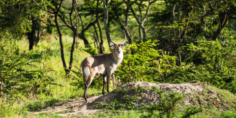 3-Day Tarangire, Manyara & Ngorongoro