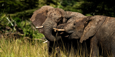 11-Day Amazing North Tanzania Tented Safari