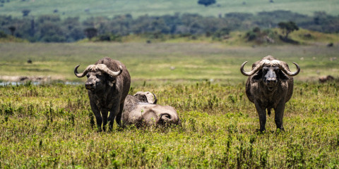 11-Day Full Tanzanian Northern Circuit Glamping