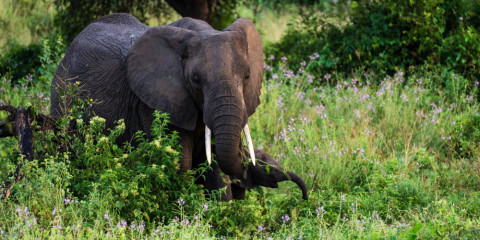 10-Day Ultimate Safari Explorer Glamping Safari