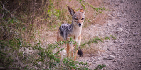 6-Day Ngorongoro and Serengeti Glamping Adventure