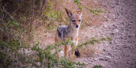 10-Day Ultimate Safari Explorer Comfort Safari