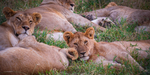 11-Day Lake Hopping Comfort Safari