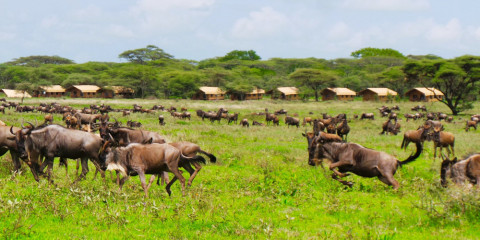 6-Day Northern Parks Comfort Safari