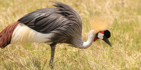 10-Day The Giants, the Crater and Coastal Comfort Retreat