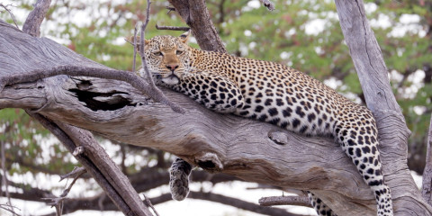 3-Day Expedition Through Tanzania Tented Safari