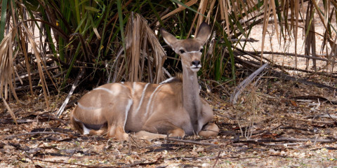 3-Day Selous Escape Shared Comfort Safari