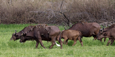 3-Day Nyerere Adventure Shared Safari