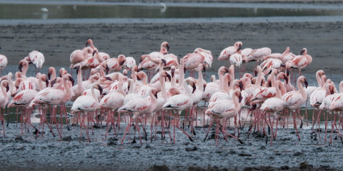 9-Day Tanzanian Elephants to Flamingos Glamping