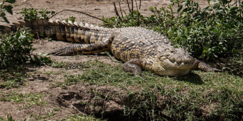 4-Day Fly-in Explore the Serengeti Comfort Safari