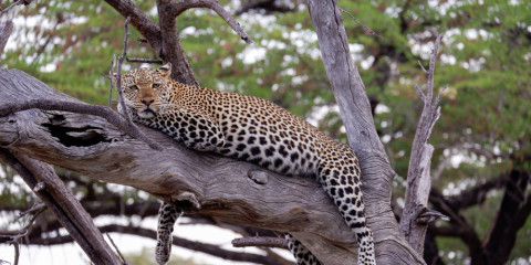 10-Day Chasing the Big 5 Glamping Safari