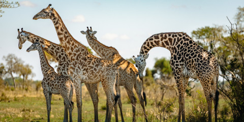 6-Day Tarangire, Manyara, Serengeti & Ngorongoro Safari