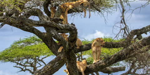 2-Day Tarangire and Lake Manyara Tented Safari