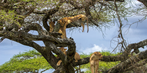 2-Day Tarangire and Lake Manyara Comfort Safari