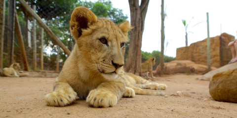 1-Day City of Pretoria & Lion Park Tour