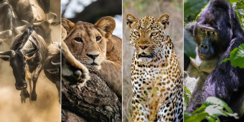 8-Day Best of Kenya, Uganda & Rwanda Safari and Gorillas