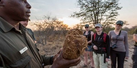 4-Day Greater Kruger Safari with Nthambo Tree Camp